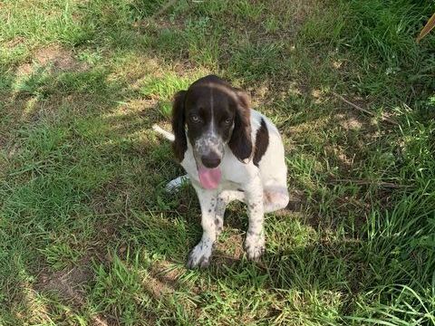 Chiots Epagneul Fran&ccedil;ais 950 56700 Sainte-h�l�ne