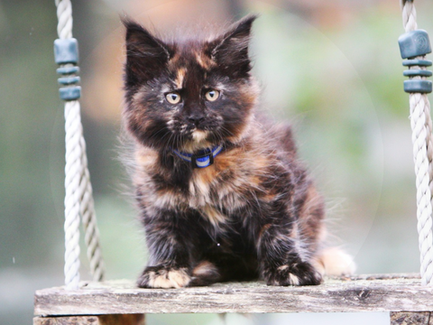 Chatons maine coon 1300 78730 Saint-arnoult-en-yvelines