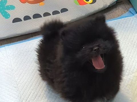 Superbe m&acirc;le Spitz nain pom&eacute;ranien 2350 77970 Jouy-le-ch�tel