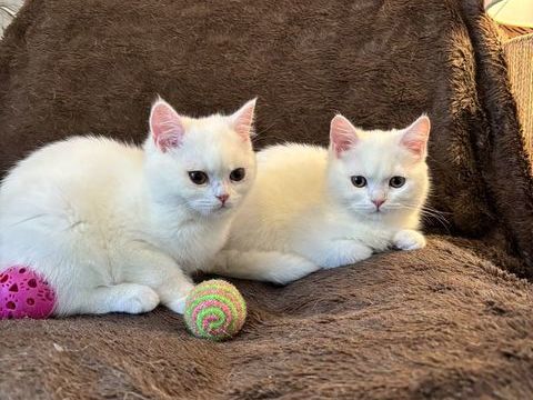British Shorthair 500 35600 Bains-sur-oust