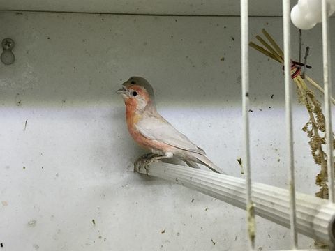 Roselin du Mexique opale 100 78130 Les mureaux