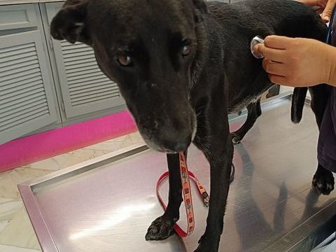 Cachou, une petite louloute toute douce 350 56000 Vannes