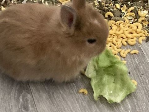 Lapin nain, la lapine nain a eu de tr&egrave;s beau lapereaux, 30 57460 Behren-lès-forbach
