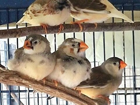 Mandarins diamant  m&acirc;les &agrave; Caudrot 33 10 33490 Caudrot