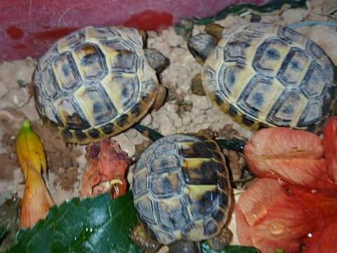 Tortues de terre
0 13100 Aix-en-provence