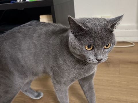 Un chat adorable et sociable 700 92110 Clichy
