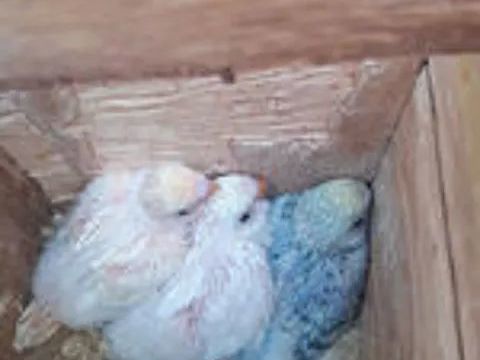 perruches ondul&eacute;es de 2025 10 62250 Landrethun-le-nord