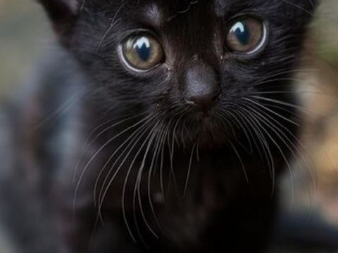 Chatons &agrave; Donner 0 77100 Meaux