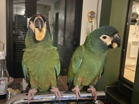 C&egrave;de 2 jeunes Ara Maracana EAM 1200 34700 Lod�ve