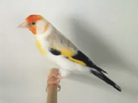 C&egrave;de divers oiseaux exotiques 40 45380 Chaingy