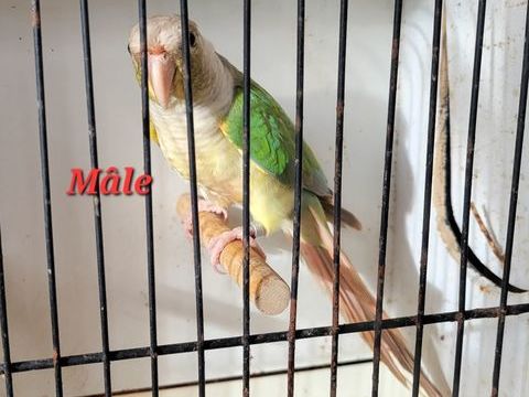Conure molina mâle 50 17170 Couron