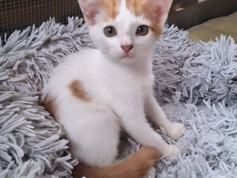 ✨️ IKAT ✨️ 🐱 210 39000 Lons-le-saunier
