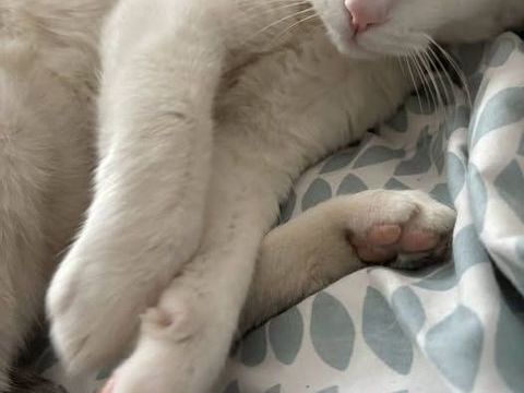 Chat BEERUS &agrave; l adoption 200 26130 Saint-restitut