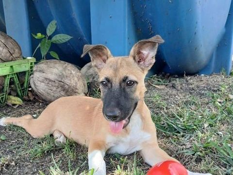 Isis la mini crois&eacute;e malinoise 300 60500 Chantilly