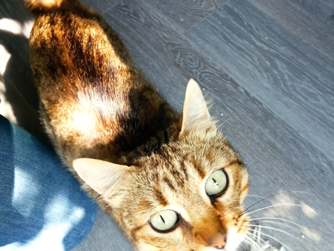 Ziva 200 44000 Nantes