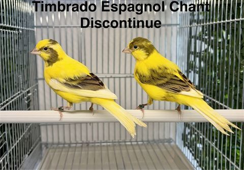 Tr&egrave;s Belle S&eacute;lection De Canari De Chant, Couleur, Posture 26 39 94450 Limeil-brévannes