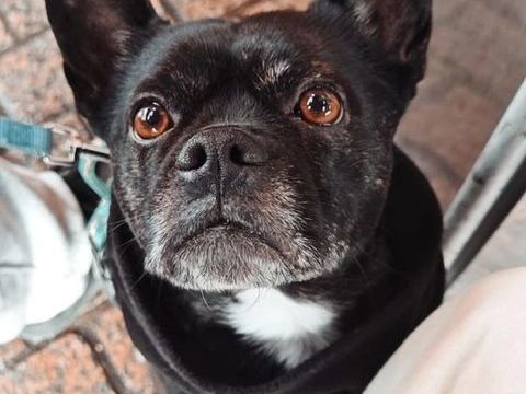 HAKU, adorable crois&eacute; bouledogue 195 24140 Douville