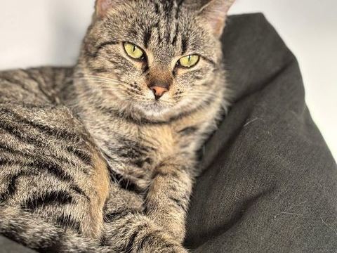 Une petite battante cherche sa famille pour la vie ( femelle - 10 mois / junior ) 150 62149 Annequin