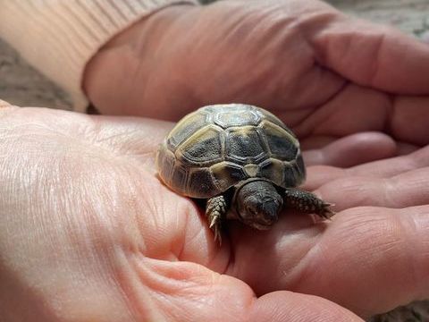 Tortues de terre juv&eacute;nile  70 91800 Brunoy