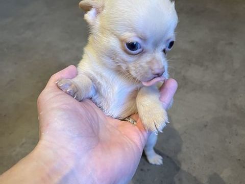 Chiot chihuahuas à vendre 650 91540 Mennecy