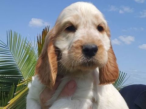 Chiots cockers anglais LOF 1200 51370 Ormes