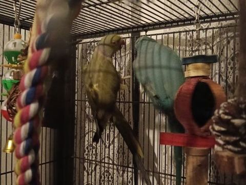 Couple de perruches &agrave; collier 180 60650 Ons-en-bray