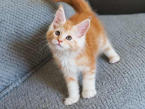 Superbes b&eacute;b&eacute;s Maine Coon 1300 44350 Guérande