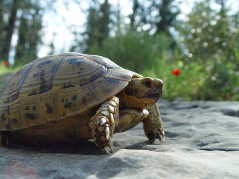 Recherche Testudo / Hermann pour jardin s&eacute;curis&eacute; 100 13660 Orgon