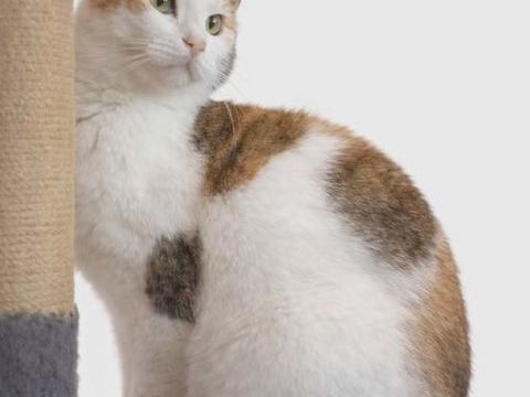 Bella gentille chatte 5 ans cherche famille 140 11000 Carcassonne