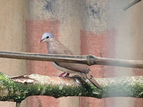 Tourterelle amethystine 50 17430 Champdolent