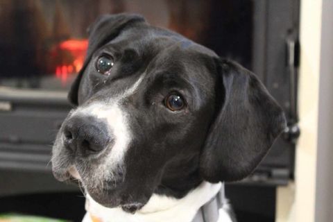 Adorable Pacha 150 35000 Rennes