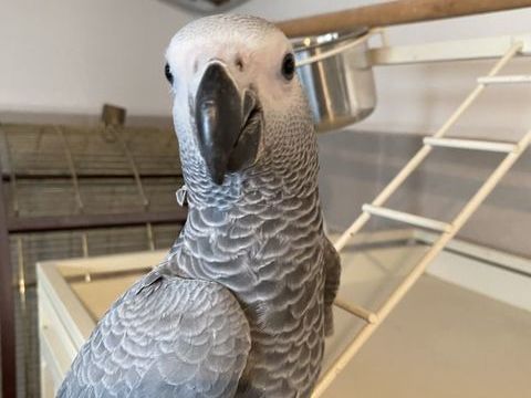 Gris du Gabon 1350 31700 Blagnac