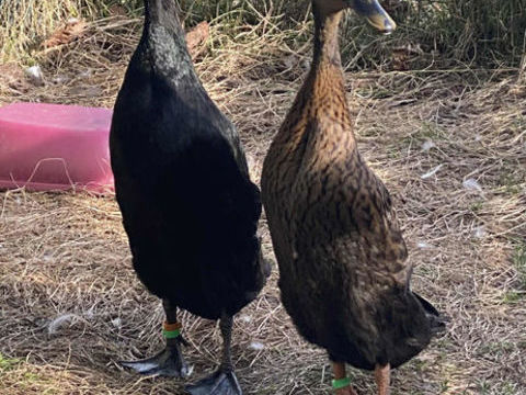  Canards COUREUR INDIEN  disponible à POURRAIN ( 89 ) 35 89240 Pourrain