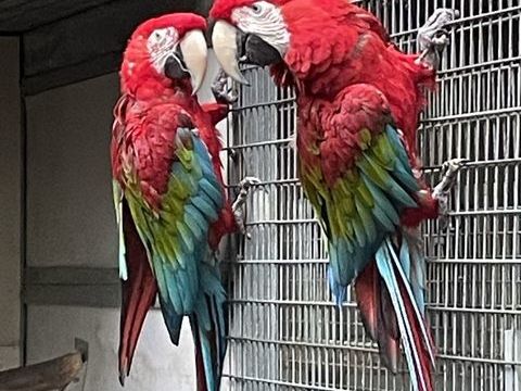 Couple ara Chloroptere 3800 64210 Arbonne