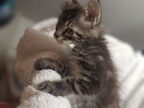 Chaton Maine coon 1400 35190 Bécherel