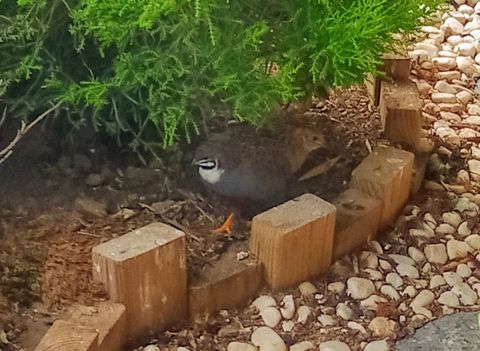 caille peinte ou de chine 3 m&acirc;les
5 37190 Rivarennes