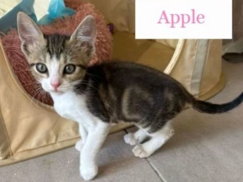 Chats chatons par association chats là là de Valréas 80 84600 Valras