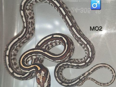 Pantherophis guttatus okeetee/reverse 50 94380 Bonneuil-sur-marne