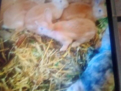 Dispo lapin 15 62180 Verton