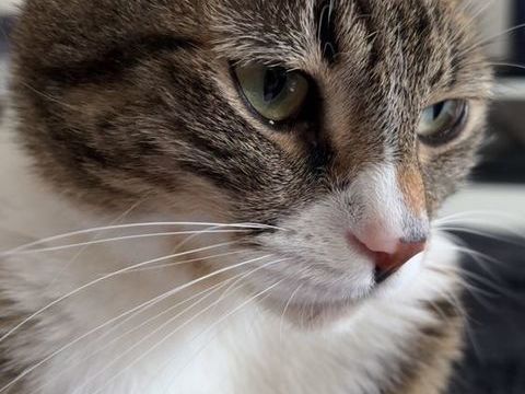 Marseille Magnifique chat de 6 ans (st&eacute;rilis&eacute; & identifi&eacute;) 0 13008 Marseille