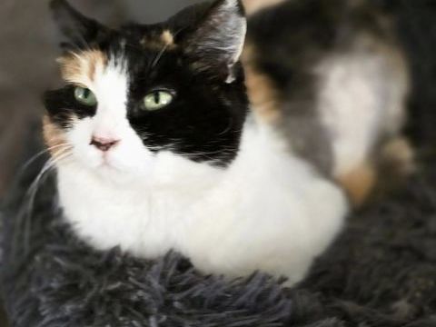 TRUFFETTE 210 76220 Ferrires-en-bray