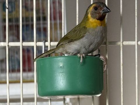 Petit chanteur de Cuba 60 93330 Neuilly-sur-marne