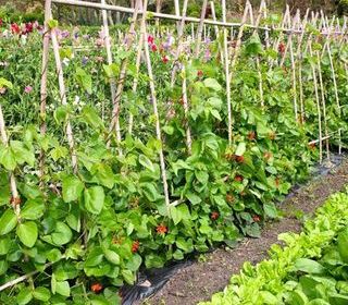  Terrain � louer 150 m�