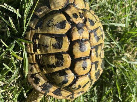 Tortue 100 66000 Perpignan