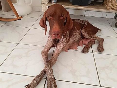 Kiara, je suis adorable si si croyez-moi 350 37000 Tours