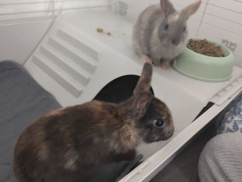 Lapin nain 15 59710 M�rignies