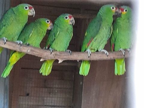 Perroquet amazone &agrave; front rouge 400 24290 Thonac