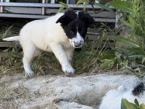 Baby Border Collie  600 13400 Aubagne