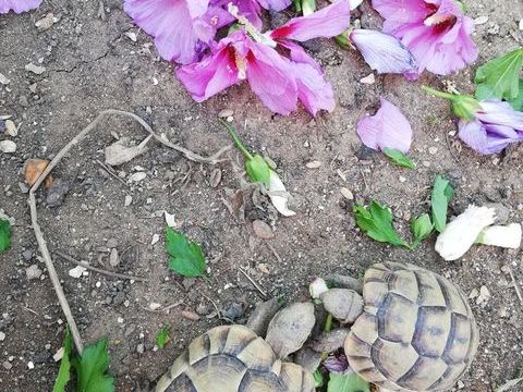 Tortues Grecques 80 17430 Lussant