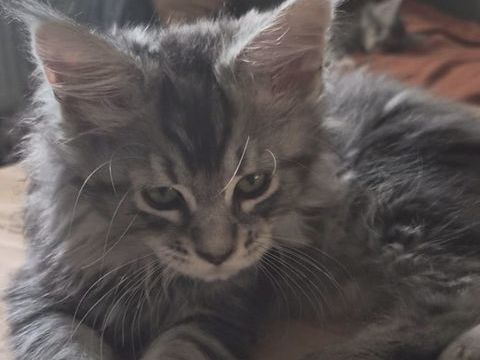 B&eacute;b&eacute;s Maine Coon Femelle Black Silver 1000 77300 Fontainebleau